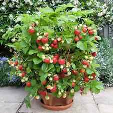 Fragaria ananassa fragola usato  Cirie