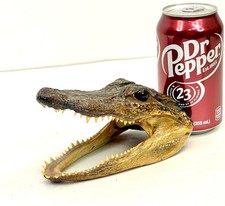 Gator alligator american for sale  Boonville
