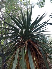 Grande pianta yucca usato  Caronia