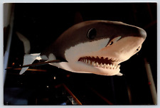 Giant white shark for sale  New Baltimore