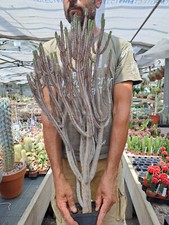 Euphorbia griseola rare usato  Casatenovo