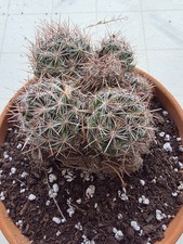 succulents cacti for sale  Walsenburg