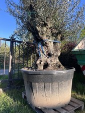 Livenbaum bonsai live gebraucht kaufen  Offenbach am Main