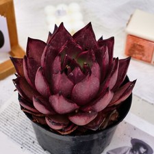 Echeveria agavoides romeo for sale  Northport