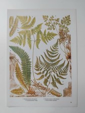 Green ferns botanical for sale Green ferns botanical for sale  BIRKENHEAD