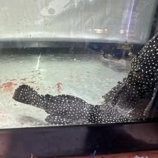 L240 galaxy vampire for sale  Brooklyn