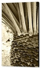 Palm abstraction x36 for sale  High Point