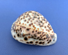 Cypraea tigris blanche d'occasion  Nice-