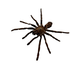 Sumatran tiger tarantula for sale  EXMOUTH