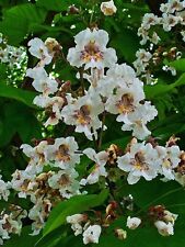 Catalpa bignonioides fabulous for sale  MOELFRE