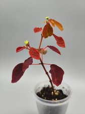 Euphorbia cotinifolia rar gebraucht kaufen  Berlin