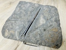 Belemnit holzmaden schiefer gebraucht kaufen  Kiel