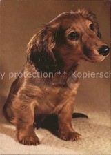 Hunde langhaardackel gebraucht kaufen  Deutschland