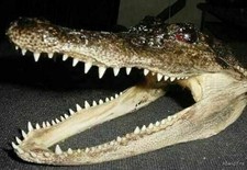 alligator head for sale  Weirsdale