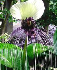 Tacca nivea fiore usato  Spedire a Italy