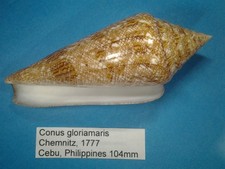 Conus gloriamaris coquillage d'occasion  Conty