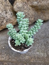 Sedum morganianum burrito for sale  WALSALL