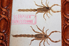 Scorpions tunisien taxidermie d'occasion  Bordeaux-