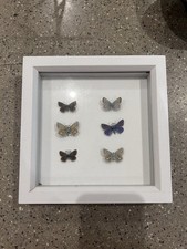 Vintage butterflies taxidermy for sale  BRISTOL