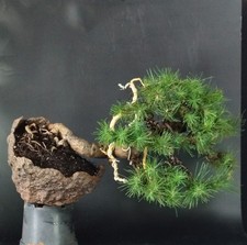 Bonsai pino aleppo usato  Venezia