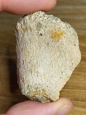 Stunning thescelosaurus verteb for sale  SOLIHULL