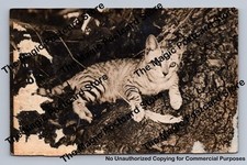 Mackerel tabby cat for sale  USA