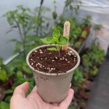 Rare devil tongue for sale  CARDIFF