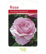 Queen elizabeth bush for sale  WISBECH
