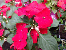 Impatiens goutte sang d'occasion  Villemandeur