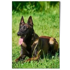 Belgian shepherd malinois for sale  SELBY