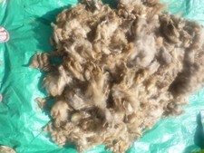 Rohwolle schafwolle bio gebraucht kaufen  Penzlin