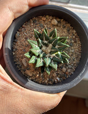 Ariocarpus kotschoubeyanus see for sale  Van Nuys