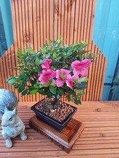 Flowering azalea bonsai for sale  PETERBOROUGH