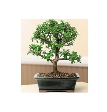 Baby jade bonsai for sale  Patchogue