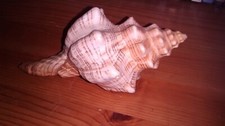 16cm fox head for sale  LIVERPOOL