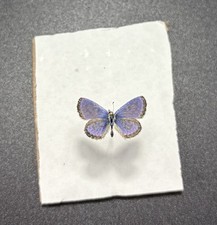 Pinned insect butterflies for sale  Manhattan Beach