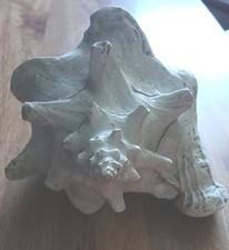 Queen conch shell for sale  Plant City