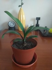 Clivia beautiful house for sale  BOURNEMOUTH