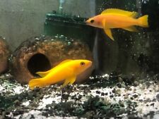 Leleupi tanganyikan cichlid. for sale  Saint Charles