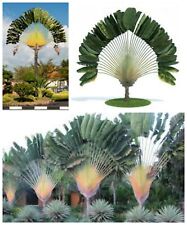 Semi ravenala madagascariensis usato  Nizza di Sicilia
