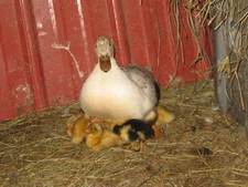 duck incubator for sale duck incubator for sale Dalton