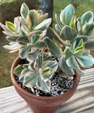 Crassula vata white gebraucht kaufen  Braunschweig