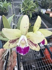 Cattleya jairak cute for sale  Boynton Beach