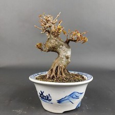 Bonsai dreispitzahorn acer gebraucht kaufen  Völklingen