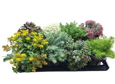 Gartenpflanzen sedum mauerpfef gebraucht kaufen Gartenpflanzen sedum mauerpfef gebraucht kaufen  Schwarzenfeld
