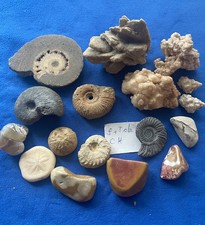 Fossilienpaket . mineralien gebraucht kaufen  Bad Säckingen