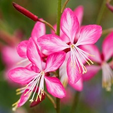 Gaura rosyjane plug for sale  LONDON