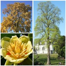 Tulip tree young for sale  GLOUCESTER