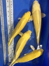 Japanese koi imported for sale  Oklahoma City