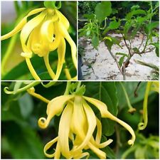 Certificado fitossanitário gratuito Ylang ylang enxertado (Cananga odorata) comprar usado  Enviando para Brazil